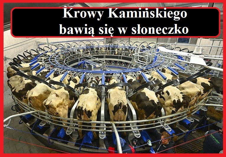 Krowa Kamińskiego z PiS u czyli jakie zwierzę jest jebane